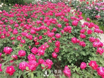 南阳月季种植基地整理分享月季扦插的小方法