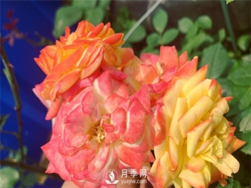 月季为什么会变色？