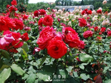 新乡月季种植的矮化密植