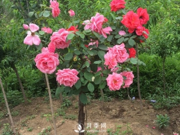 南阳月季高产养护管理方法