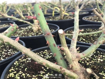 冬季月季修剪留多高？