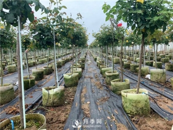 树状月季扦插苗假植如何操作？如何栽种培养钵苗？