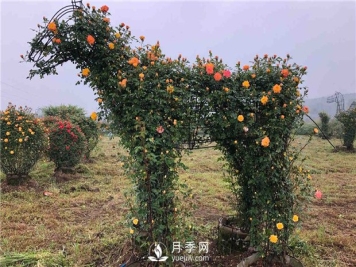 月季如何培养？月季网来教你