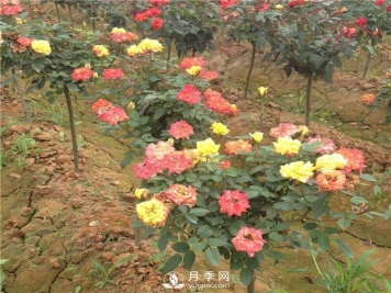 棒棒糖树状月季的新品种更美丽