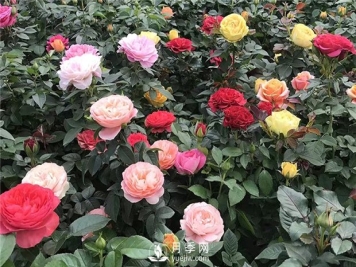 月季网告诉你一月份园林工程月季维护管理技术要点