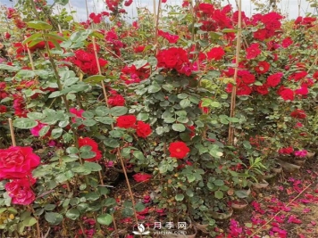 月季网告诉你藤本月季价格差异大的原因是什么？