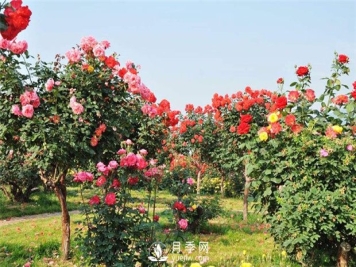 如何从外形辨认是否是食用玫瑰？月季网告诉你