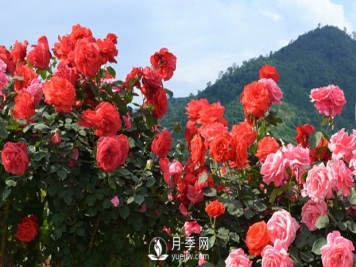 花卉，“花”与“卉”各有其不同的含义