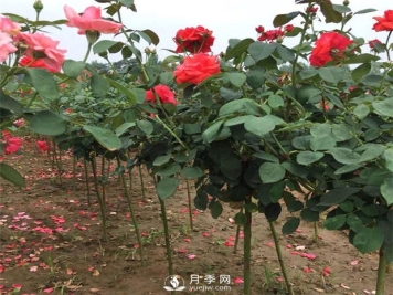 南阳月季树介绍月季生长习性知识介绍