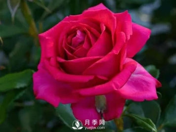 雷吉斯马寇月季，HT的高雅花型，花瓣超级多