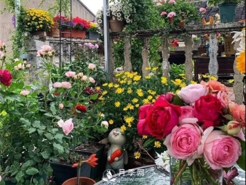 一片月季花的露台世界，生活快乐幸福着