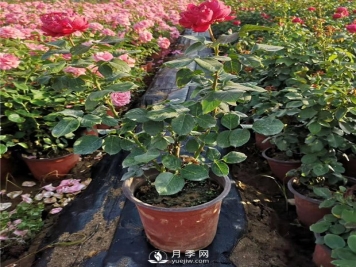 有关盆花月季的一些小常识不可不知！！！！！