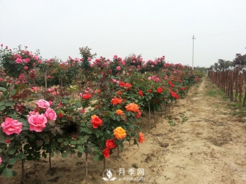 浅谈绿萝有哪些好处？