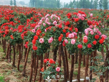 南阳树状月季砧木的选择