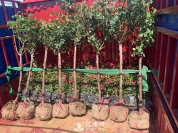 南阳树状月季如何嫁接？