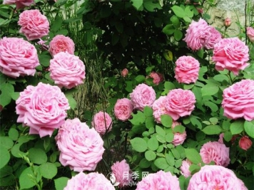 月季高烧？？您了解么