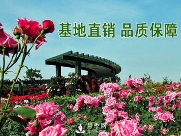 月季花与家居风格的搭配