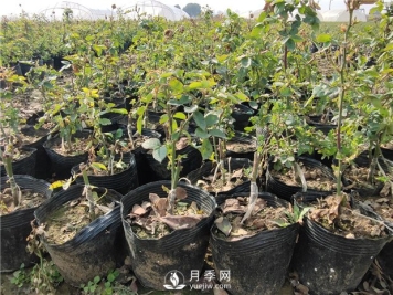 南阳树状月季如何培育 怎么养好盆花月季