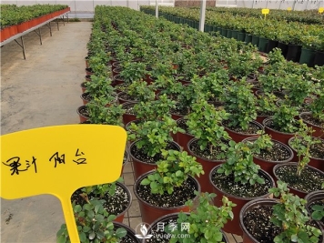 家里种植月季花有哪些好处呢？