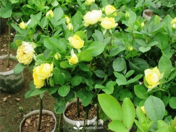 南阳树状月季的培育方法 夏季如何管理盆花月季