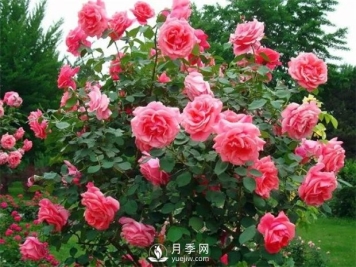 南阳月季树厂家教你怎么给月季施肥 南阳月季树修剪注意事项