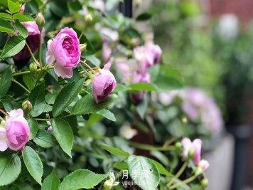 微型月季的生长习性、热销品种和绿化价值