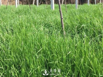 北方优良牧草种类有哪些？