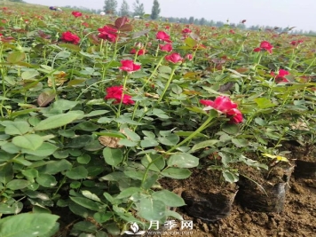 秋天月季花的养护你知道吗？