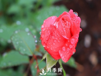 月季是比较喜肥的，充足养分才能促进月季生长