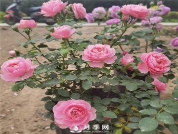 如何让花开不断？浇水修剪不可少，综合化管理