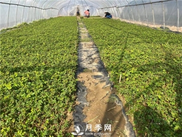 月季修剪，可分为休眠期修剪、花后修剪、生长期修剪