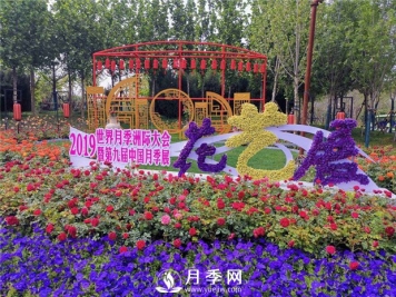 春季移栽月季 你要这样操作