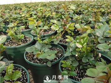 月季上盆的时候，有3个偷懒的小办法