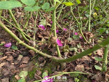 冬剪留下的月季枝条怎么处理？