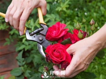 月季花的具体修剪时间？