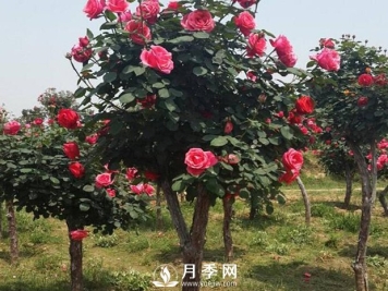 被冻伤的月季叶子要撸光吗？