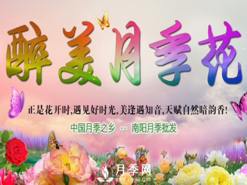 月季长得好不好，做好浇水施肥扦插这三个窍门