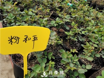 扦插月季后的移栽养护你知道吗