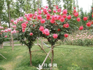 冬天苗木怎么养？会种树，还得种好树