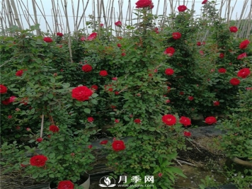 藤本月季的修剪误区 这个冬天你千万别中招！