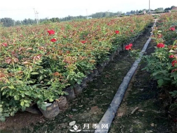 说到月季的配土？你有什么好办法