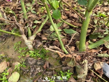 关于月季的嫁接你不来看看吗