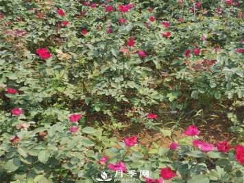 苗木出圃的标准应达到什么程度