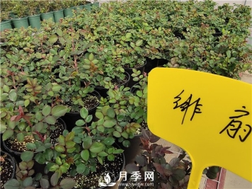 初春花卉“施肥”时机正好，要注意几点