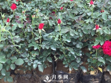 南阳月季的养护方法和注意事项