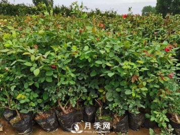 为什么换盆？月季换盆的重要性