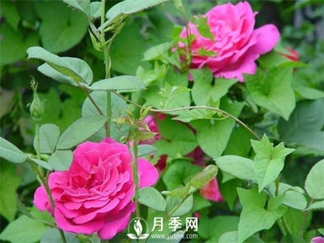 月季养护其他注意点 养花必看