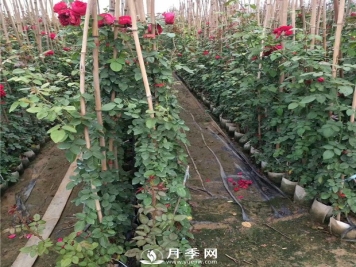 竹竿养月季，而且是藤本月季专用，里看看
