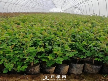 为什么说让月季小苗开花不好？