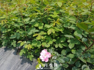 月季小苗在运输的过程中很容易有损伤